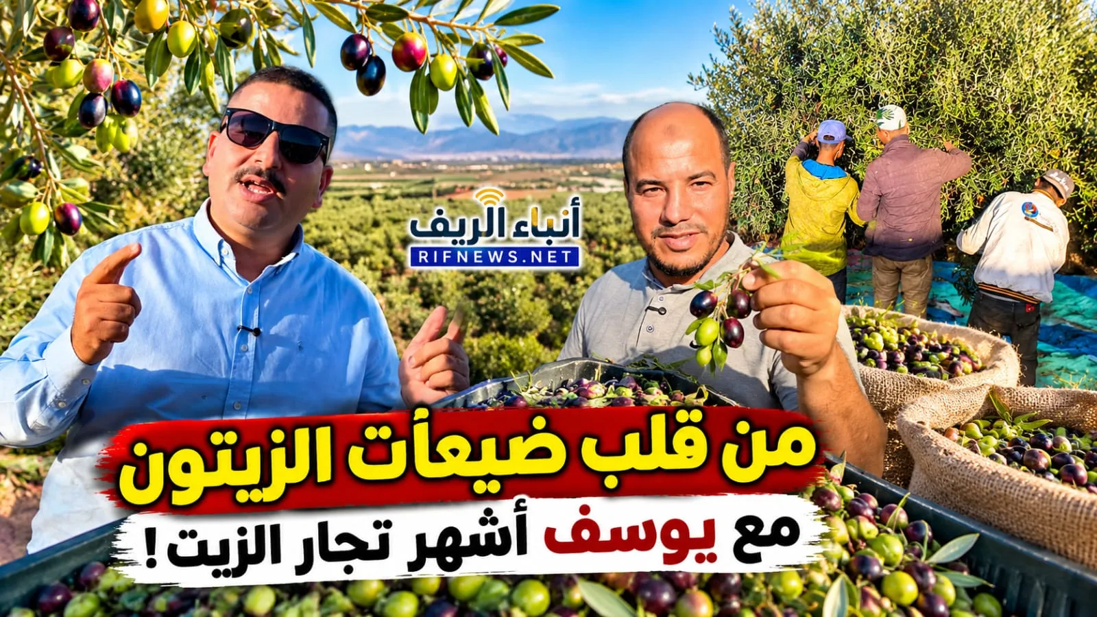 من جني الزيتون إلى أسواق أوروبا.. يوسف يواصل إرث والده بخبرة تفوق 25 سنة في تجارة زيت الزيتون